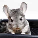 Продам шиншилл cтандартного окраса