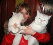 Продажа изумительных котят Британские шиншилловые!