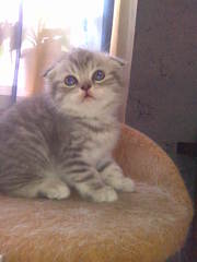 Продаются плюшевые шотландские котики с документами о происхождении