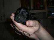 Появились на свет щенки Лабрадора