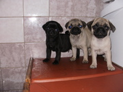 продам щенков мопса, продажа харьков