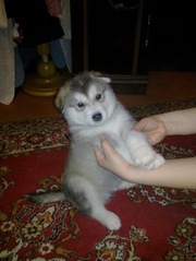 Продам щенков аляскинского маламута