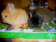 продаю декоративных крольчат недорого