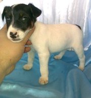 Джек рассел терьер щеночки