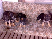 Щенки немецкой овчарки с документами!