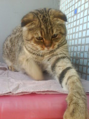 Срочно продам подрощенного шотландского вислоухого котенка.