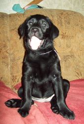 продам щенков лабрадора Днепропетровск