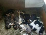 Продажа щенков Алабая