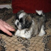 Продаю щенков ши-тцу