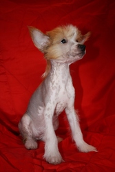 Китайская хохлатая собачка.Голые щенки 2, 5мес. КСУ.