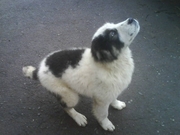 щенок алабая. НЕДОРОГО