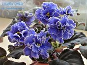 сенполии(узамбарские фиалки)