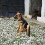 продаются щенки немецкой овчарки