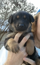 щенки восточно-европейской овчарки