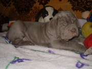 мастино наполетано