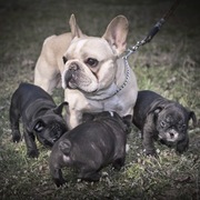 Щенок французского бульдога