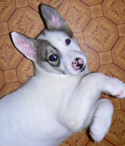 Лайка Западно Сибирская