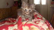  Продам в хорошие руки котят