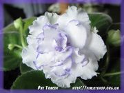 Фиалки купить