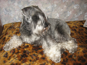 замечательные щенки цвергшнауцера