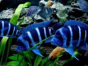 Фронтоза, королева Танганьики, цифотиляпия, малек