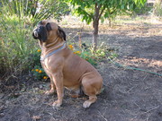 щенков бульмастифа от титулованных родителей