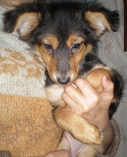 ждем встречи с другом и хозяином