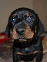 Щенок такси