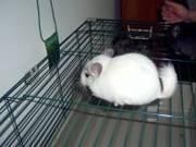 Цветные шиншилки!!!