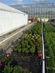 Продаю самшит декоративный, можевельник 40 грн. Саженцы винограда