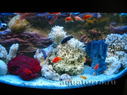 Профессиональное обслуживание аквариумов