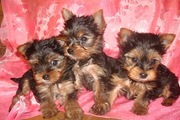 Продам щенков йоркширского терьера миники
