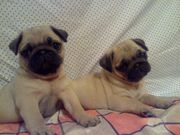 Элитные щенки мопса