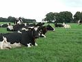 Продамо:Чорно - білі телиці Голштино-фрізької породи з Голландії