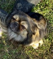 Продам пекинеса-мальчика