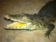 Нильский крокодил