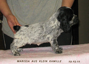 английский кокер спаниель щенки