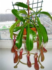 Растение хищник Непентес