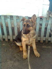 продам Стмферополь