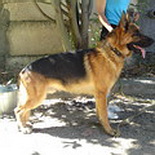 Вязка,  Симферополь кобель немецкой овчарки 