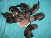 Щенки хорька(фретки)