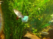 «Продам аквариумных рыбок»