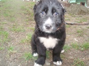 продам щенка Алабая-средниазиатская овчарка