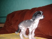 Китайская хохлатая собака