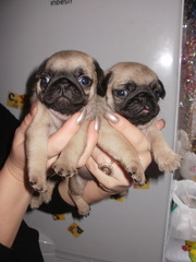 Щенки мопса