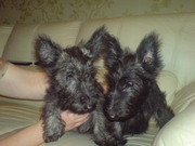 Продам очаровательных щенков скотч-терьера