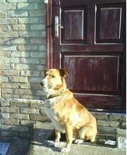 Лучший охранник для вашего дома отдам в хорошие руки Киев