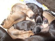 Продам щенков мопсят