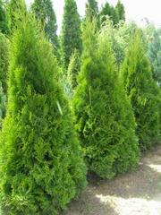 Дешевые декоративные растения! Туя, самшит, кипарисовик, можжевельник.