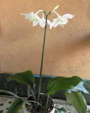 детки эухарисов